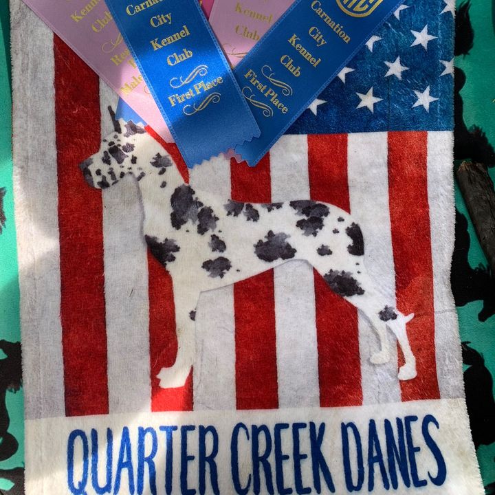 Quarter Creek Danes