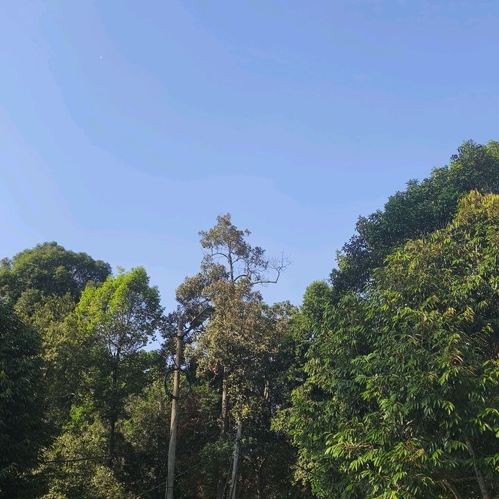 sarahaqila