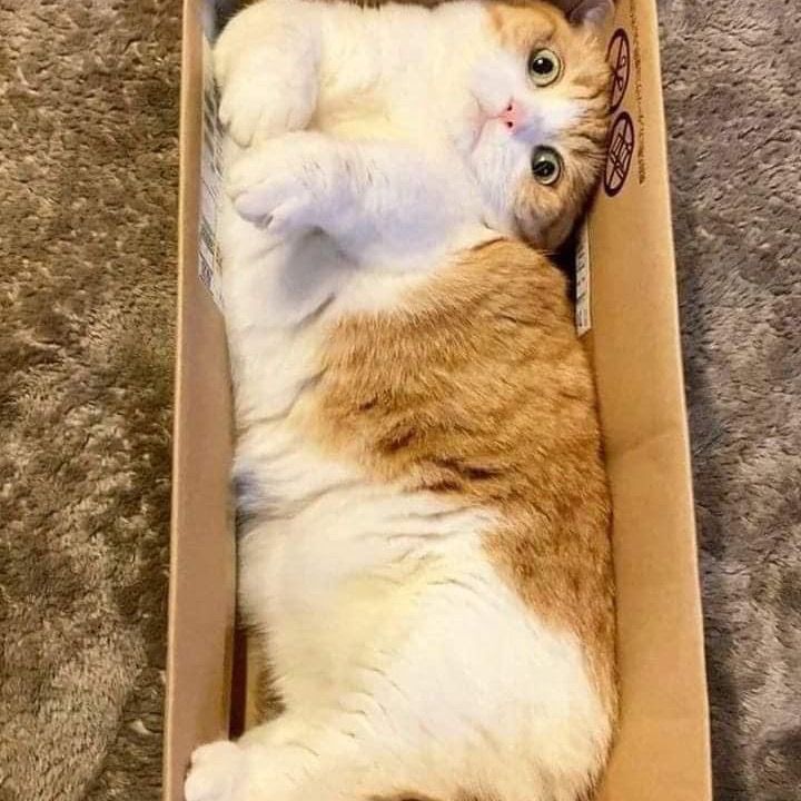 Cik Puan Jelita