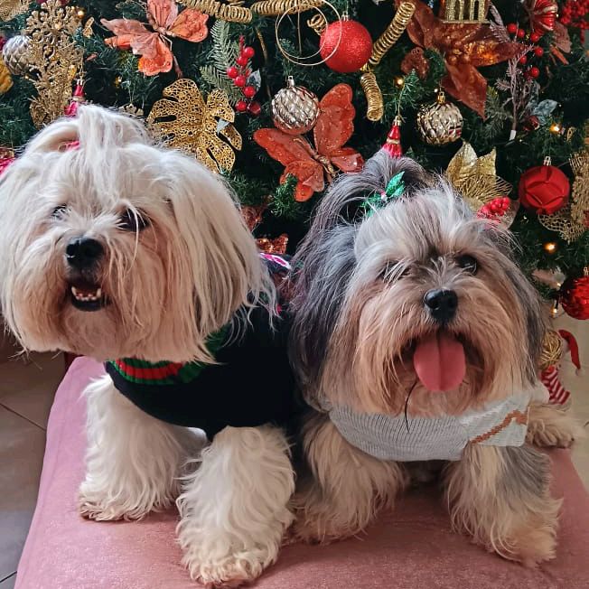 The Shih Tzu Princess