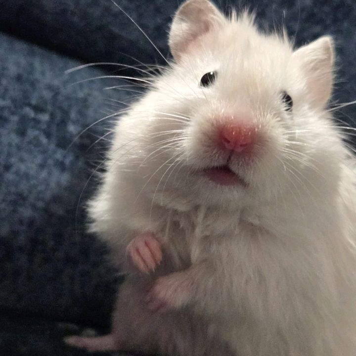 mari