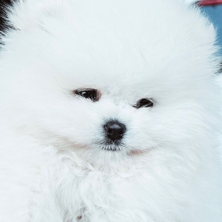 COCO 🐾