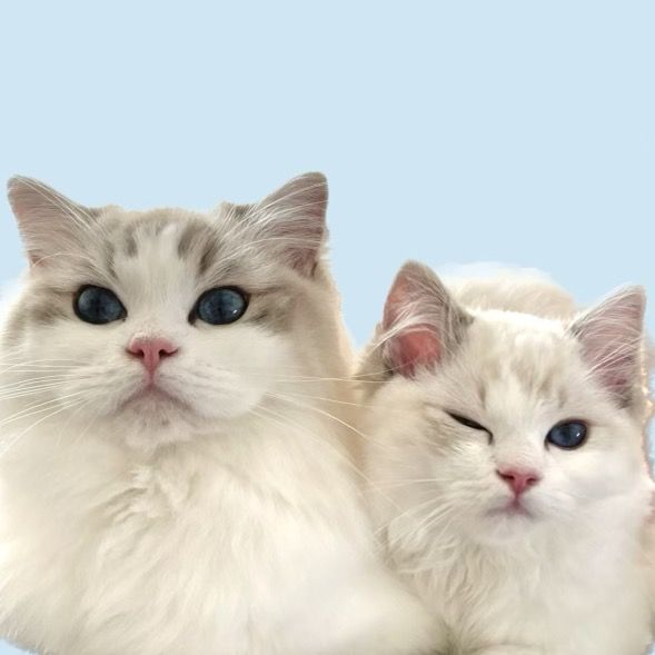 Nori and Mari the Ragdolls