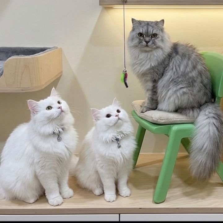 Three O Paws