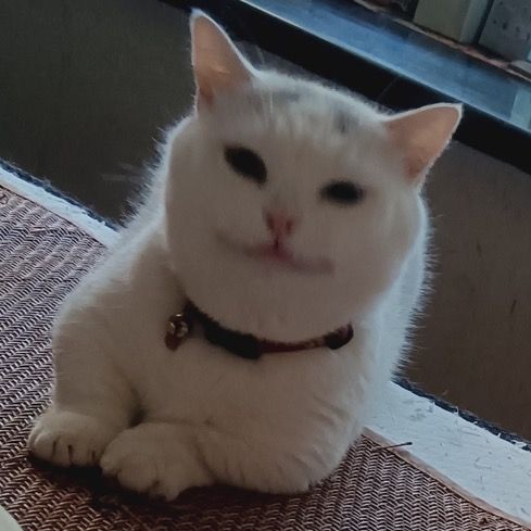 meowshoes_csuk555