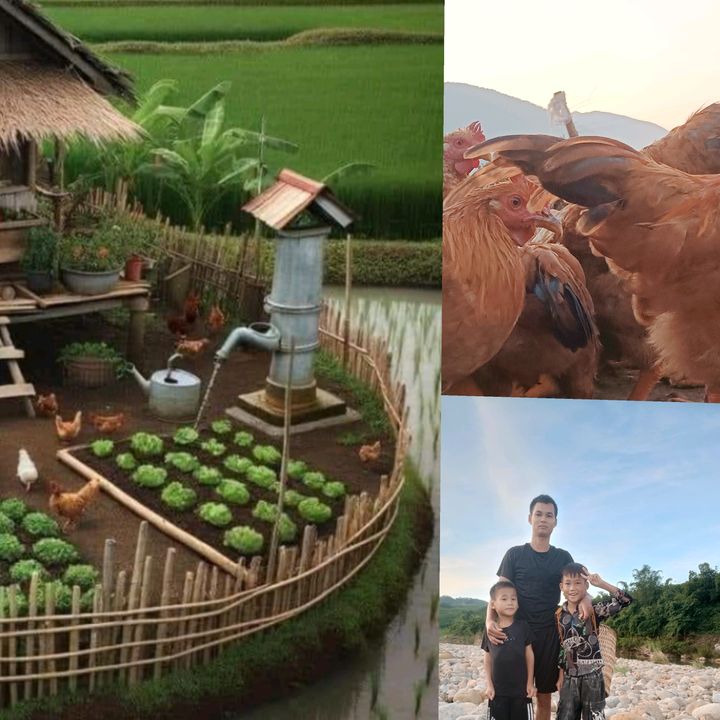 gà tiên yên Quảng Ninh