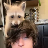 Bento Box the Raccoon