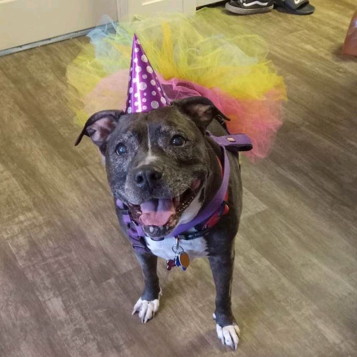 🌻🌹🌺Arie Marie🎵📚👻🐶🐱🎞📺