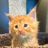 Mars the Maine Coon 🚀