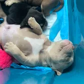 royalexoticbullyfamily
