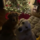 🎄🎅🏻