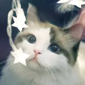 Cute  Pet  Diary