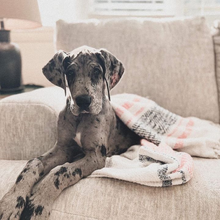 Cosmo | Great Dane