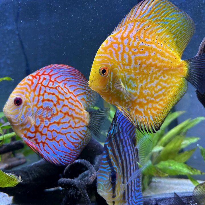 Dylans_Aquariums