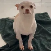 Dogg