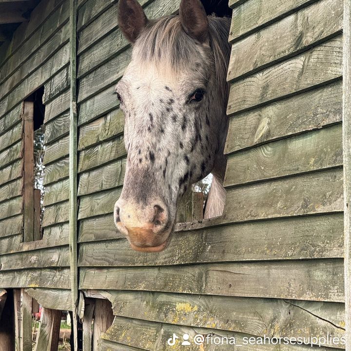 Seahorse Equestrian