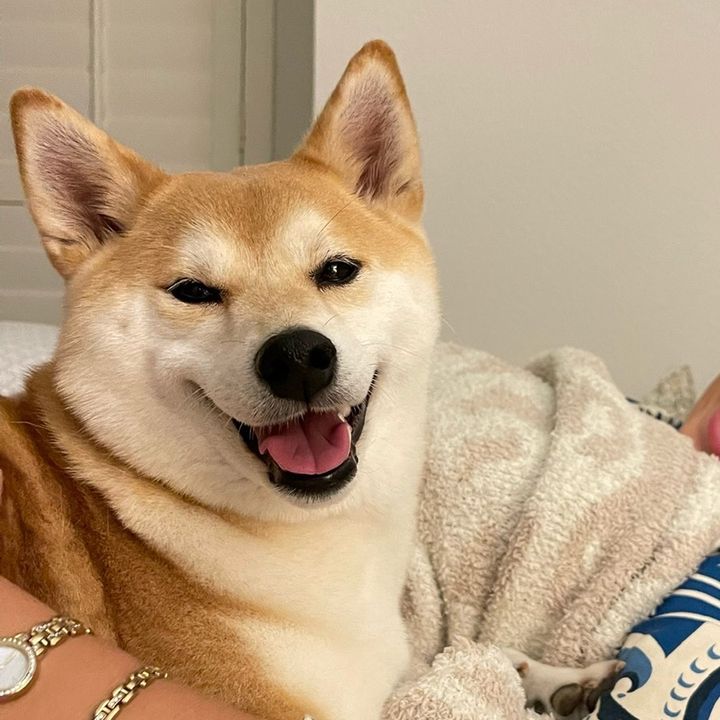 Shinjutheshiba