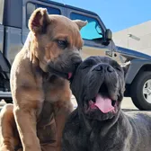 Charlie and Chapo Cane Corso