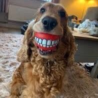 Pet Funny Official