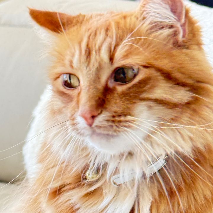 Theorangeandthegolden