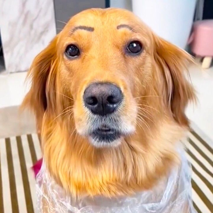 Funny videos of dogs and cats