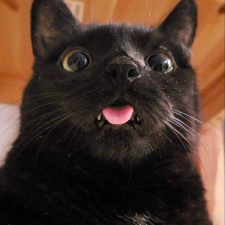 FunnyCatsofTiktok