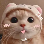 Cat Memes Theater 😼