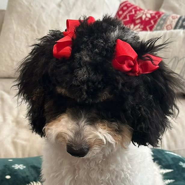 Poppy the Doodle🐶