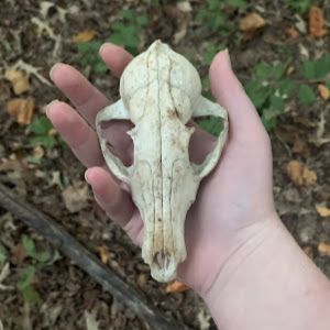 🌿🦴SilisTheScavenger🍁🪱