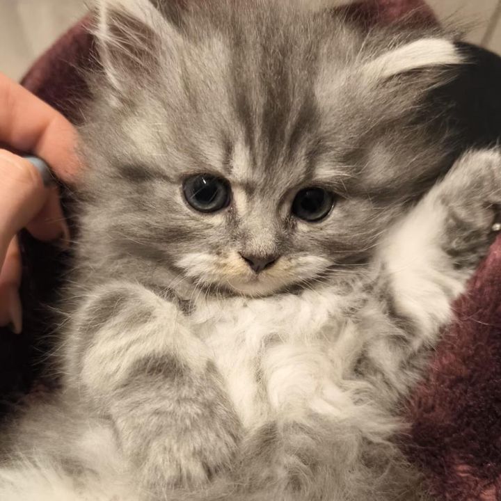 shifu_thesiberian