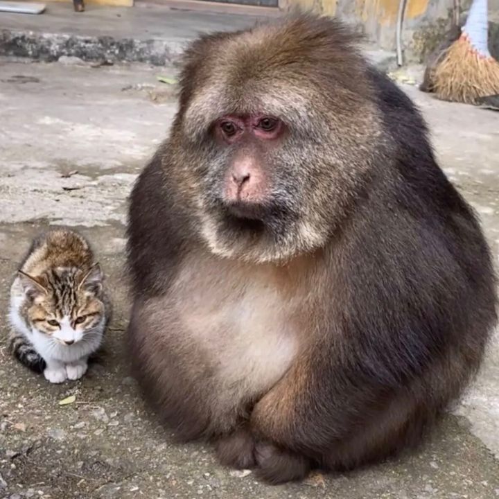 冯春