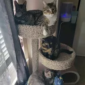 HistoryCats