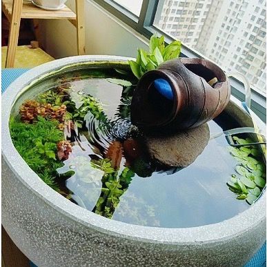 Nuôi cá trong nhà