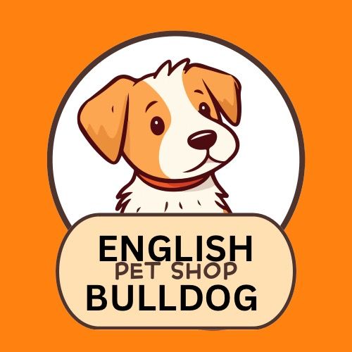 English bulldog for sale