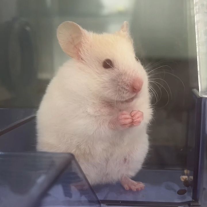 hamster_caiwenji