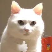 Pet Image Room