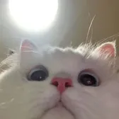 Meowgic_TV