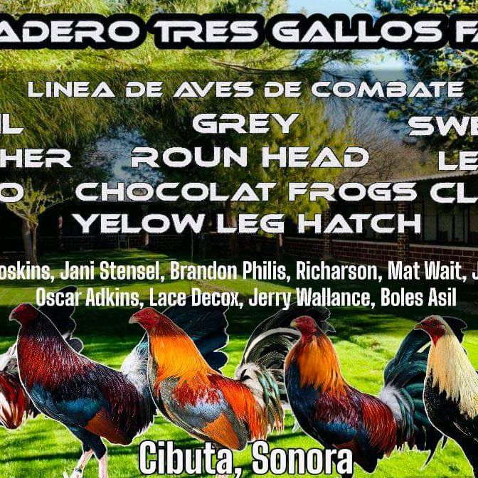 gallera tres gallos farms.