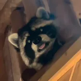 raccoon 🦝