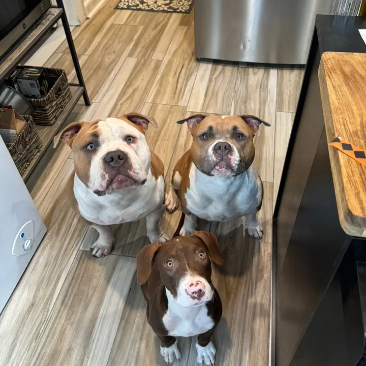 LifeOfBullies