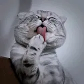 kitten lover
