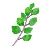 yejeon_oregano00
