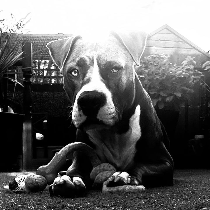 potatoamericanstaffy