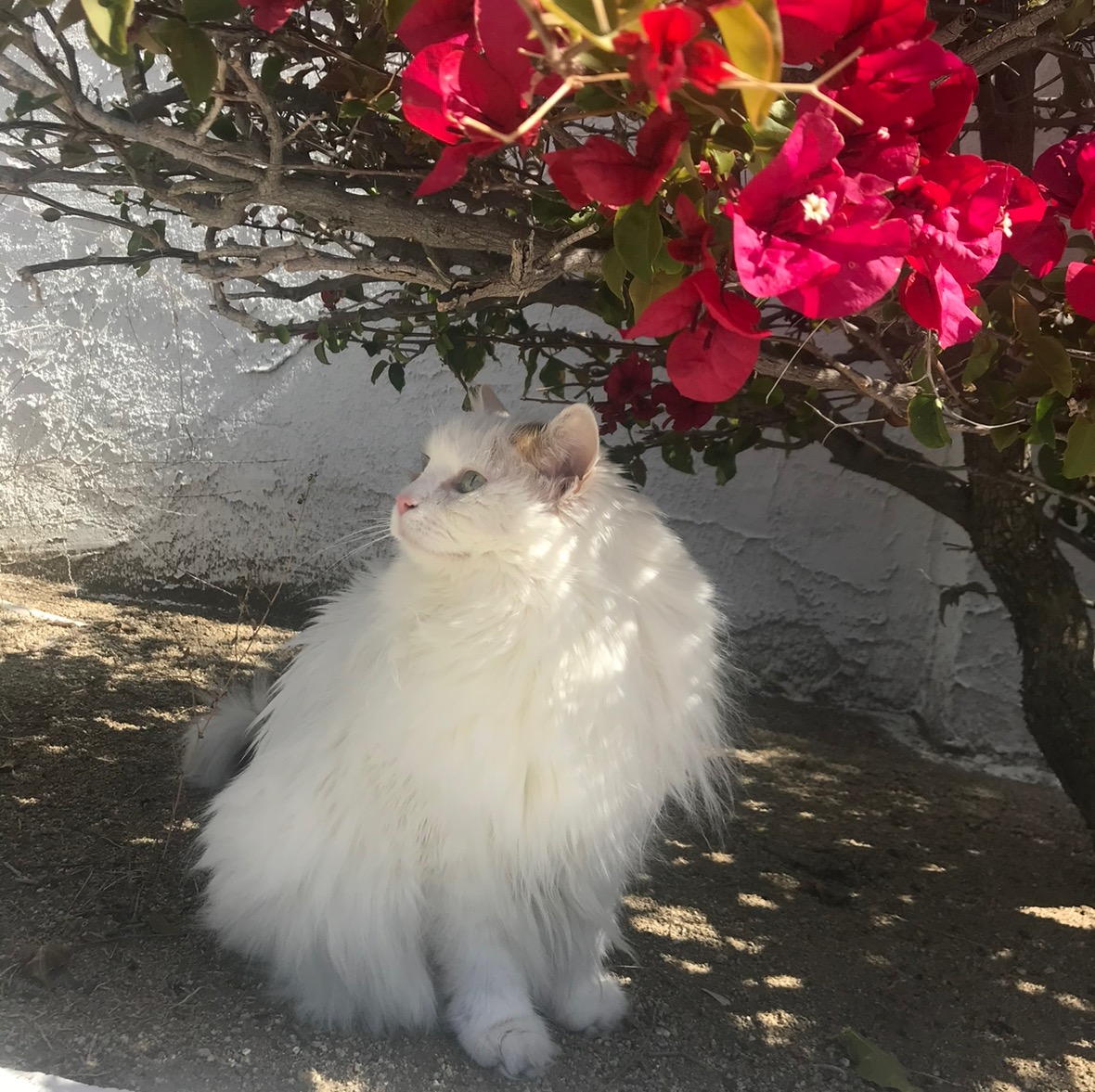 Vanilla’s SugarBaby