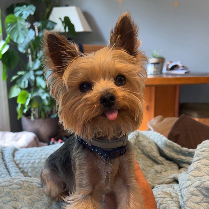Ollie The Yorkie