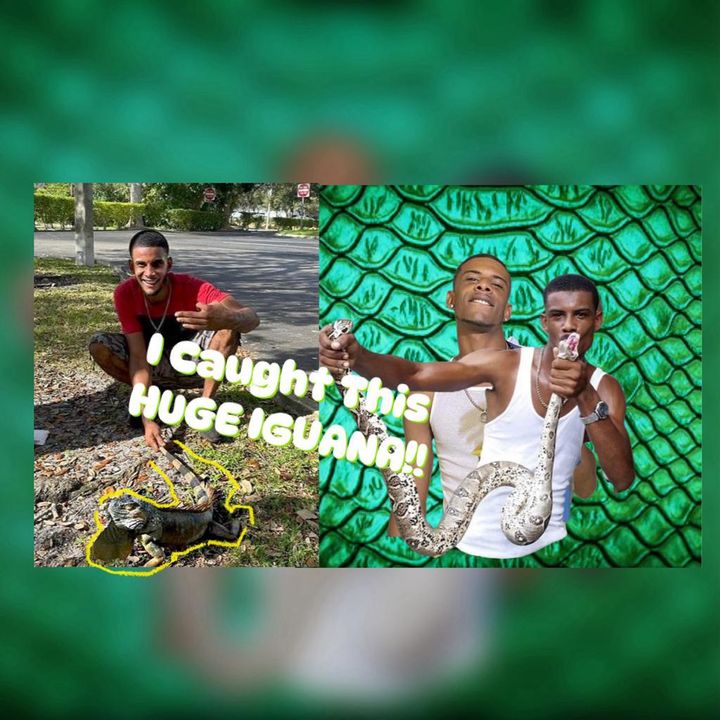 Champion The Iguana king 🦎