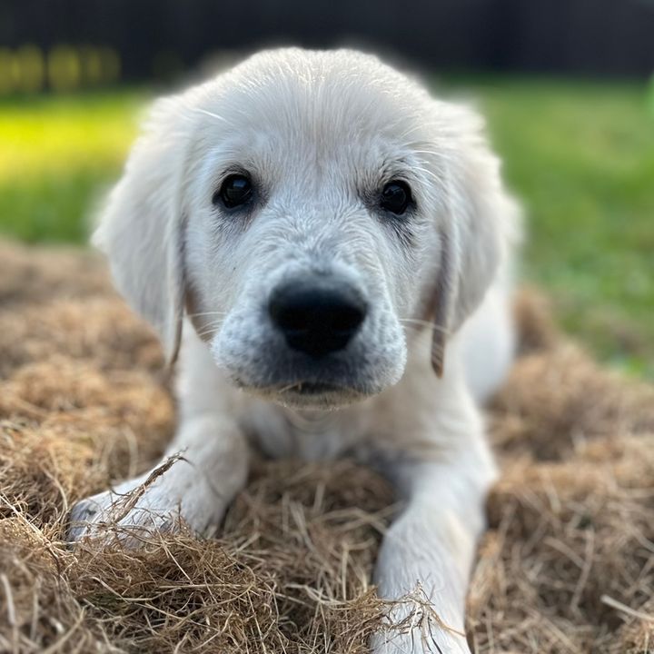 lifeofhenry