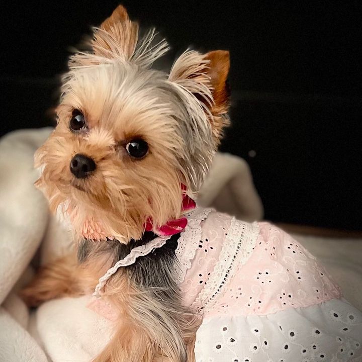 Suki