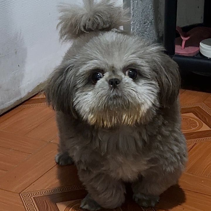 𝓬𝓪𝓵𝓵𝓲𝓮 𝓫𝓪𝓫𝔂 🐶
