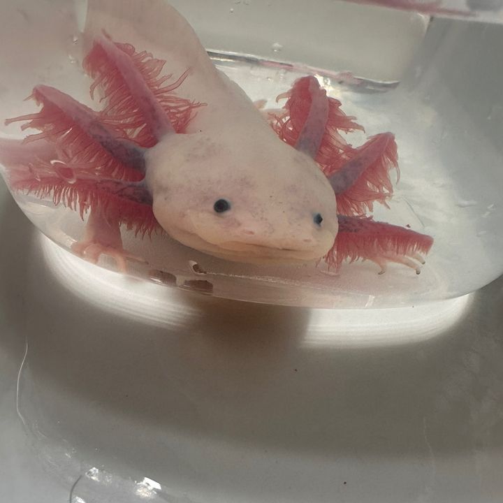 Beck'sandJo'slotls